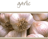 Garlic