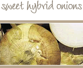 Sweet Hybrid Onions