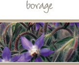 Borage
