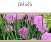Chives