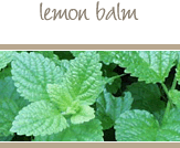 Lemon Balm