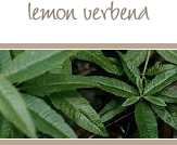 Lemon Verbena