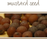 Mustard Seed