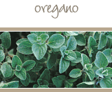 Oregano