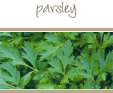 Parsley