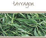 Tarragon