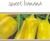 Sweet Banana Peppers