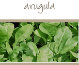 Arugula
