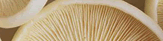 Mushrooms
